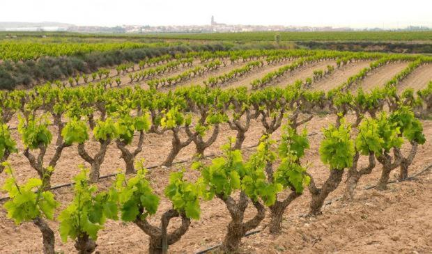 Casa Rural Ardetxal A 16Km De Logrono Y Laguardia Vinaspre Dış mekan fotoğraf